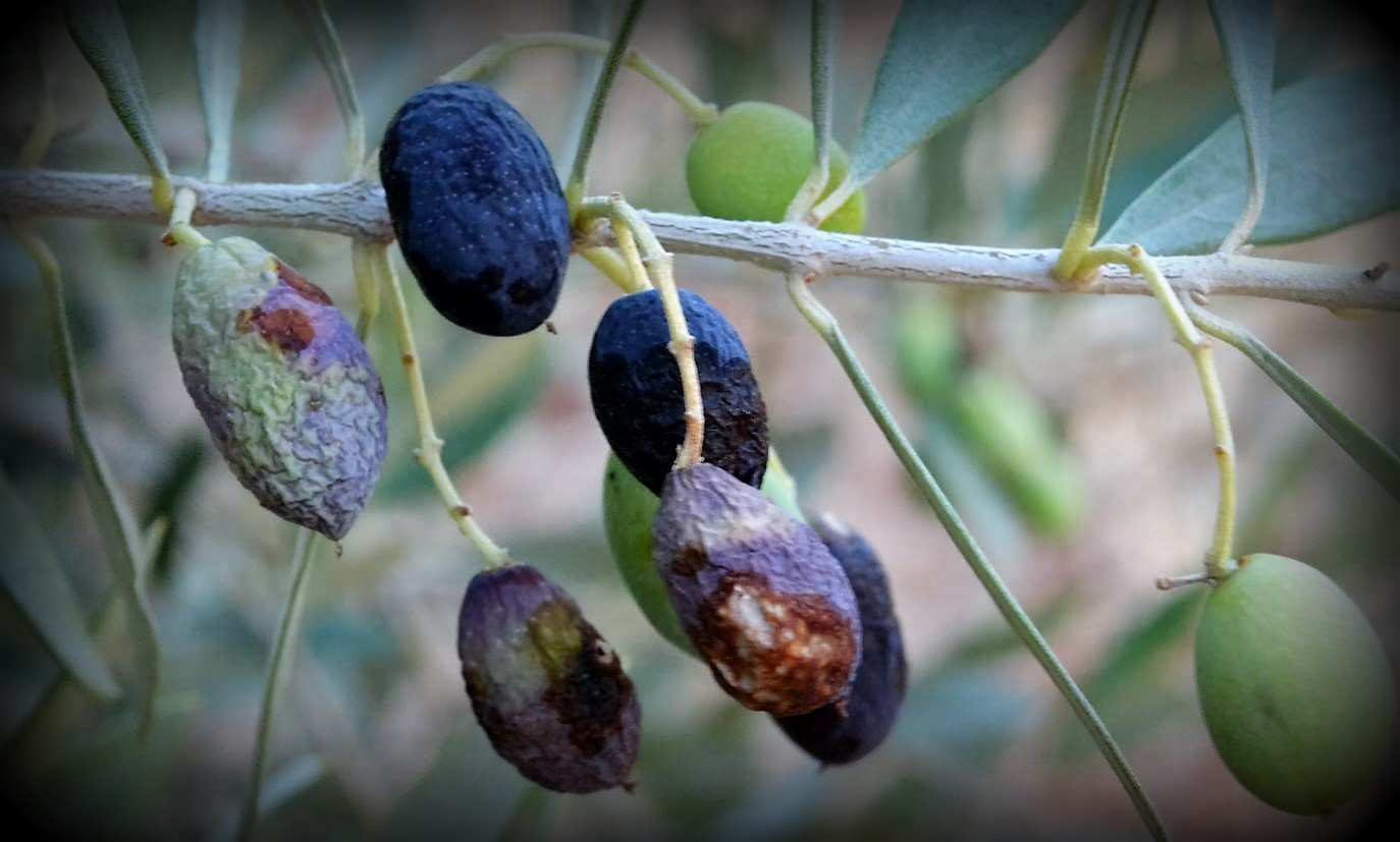 dakoktonia ped stereas