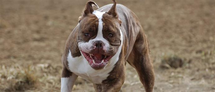 pit kipseli