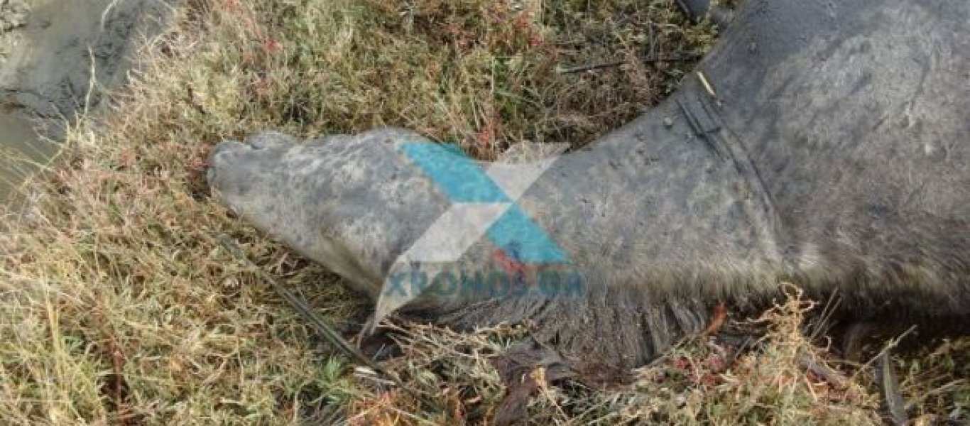 αλογα εβροσ