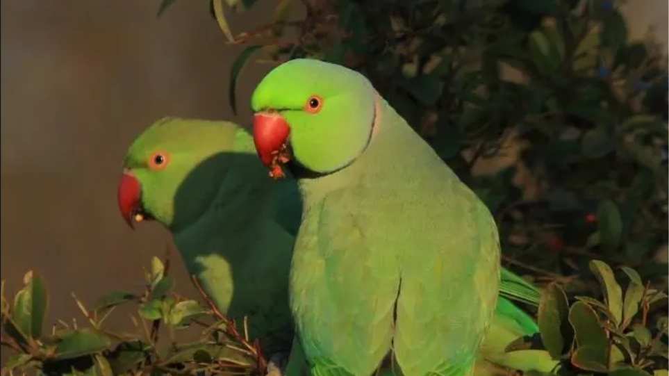 papagalos