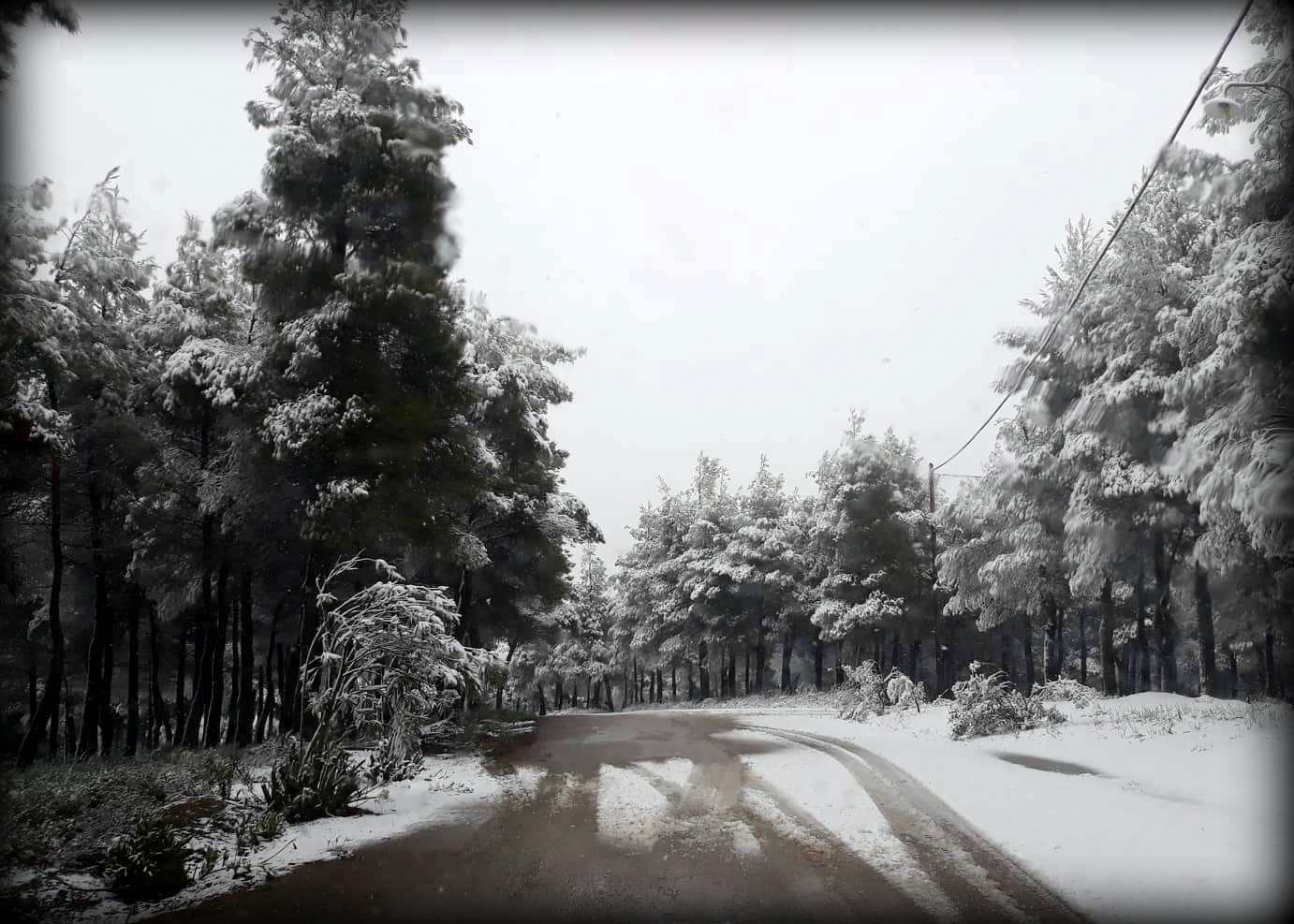 Μοσχοπόδι