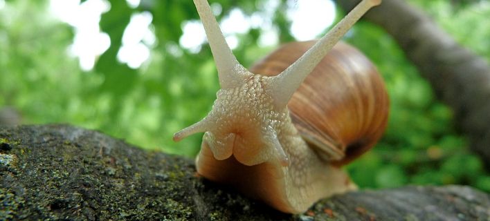 saligari