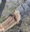 Βανδάλισαν δέντρα με τσεκούρι στον πεζόδρομο της Παραλίας Διστόμου! Μανιακός δράστης ή…άτακτοι νεαροί;